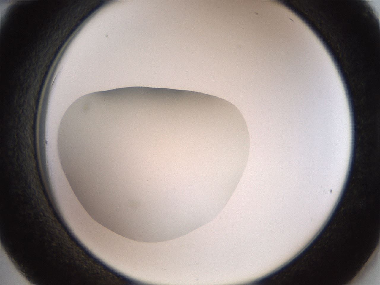 folderID42_plateID2042_batchID9007_wellNum36_profileID1_d2_r137822_ef.jpg
