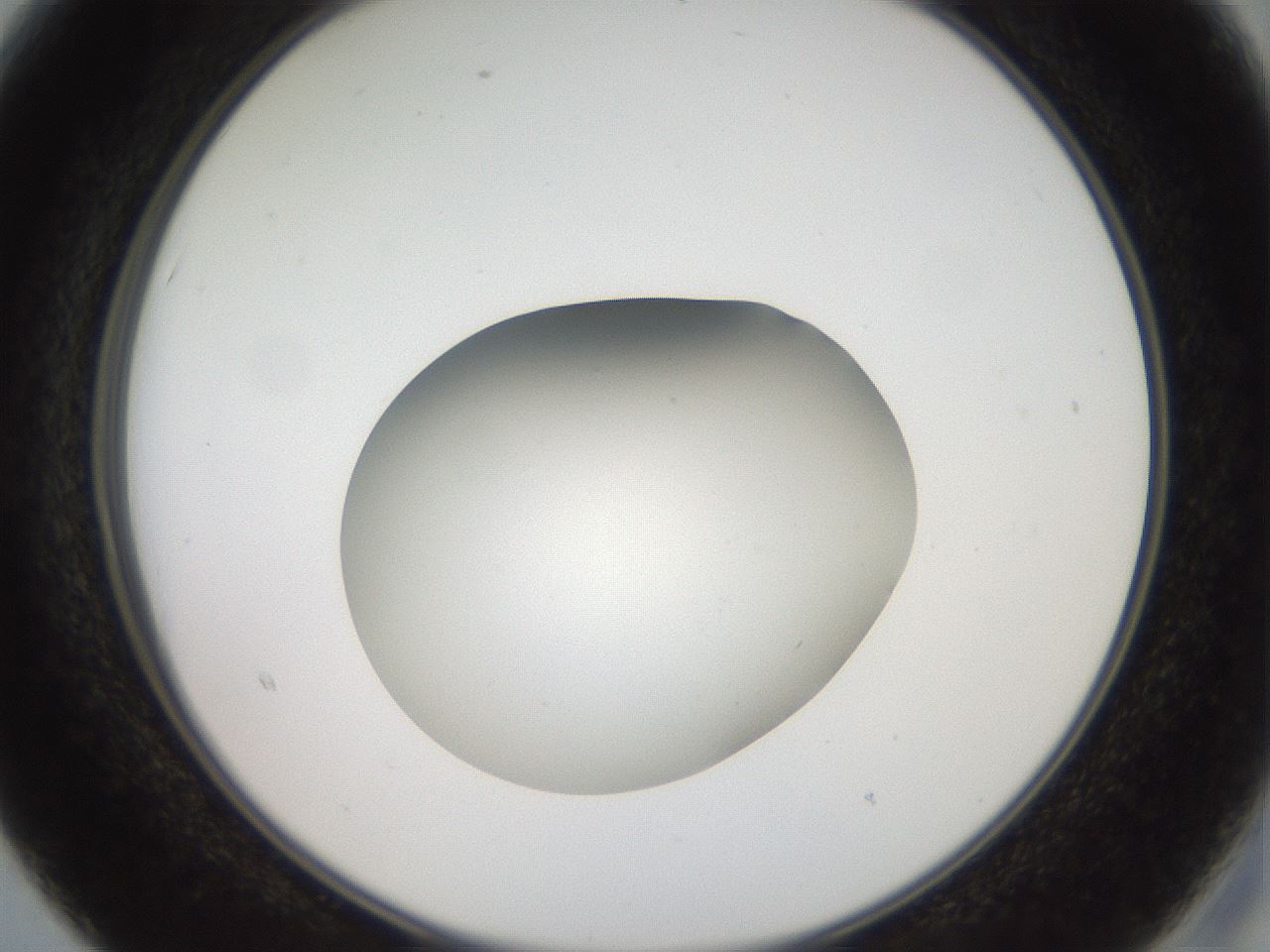folderID42_plateID2042_batchID9007_wellNum15_profileID1_d2_r137780_ef.jpg