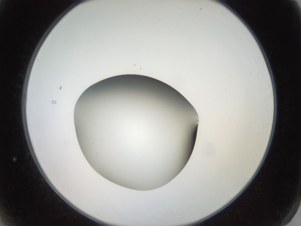 folderID42_plateID2042_batchID9007_wellNum2_profileID1_d2_r137754_ef.jpg
