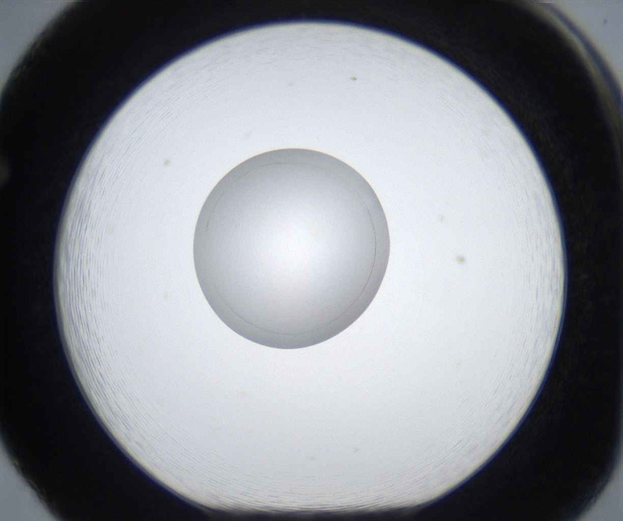 folderID423_plateID2423_batchID11617_wellNum65_profileID1_d1_r180160_ef.jpg