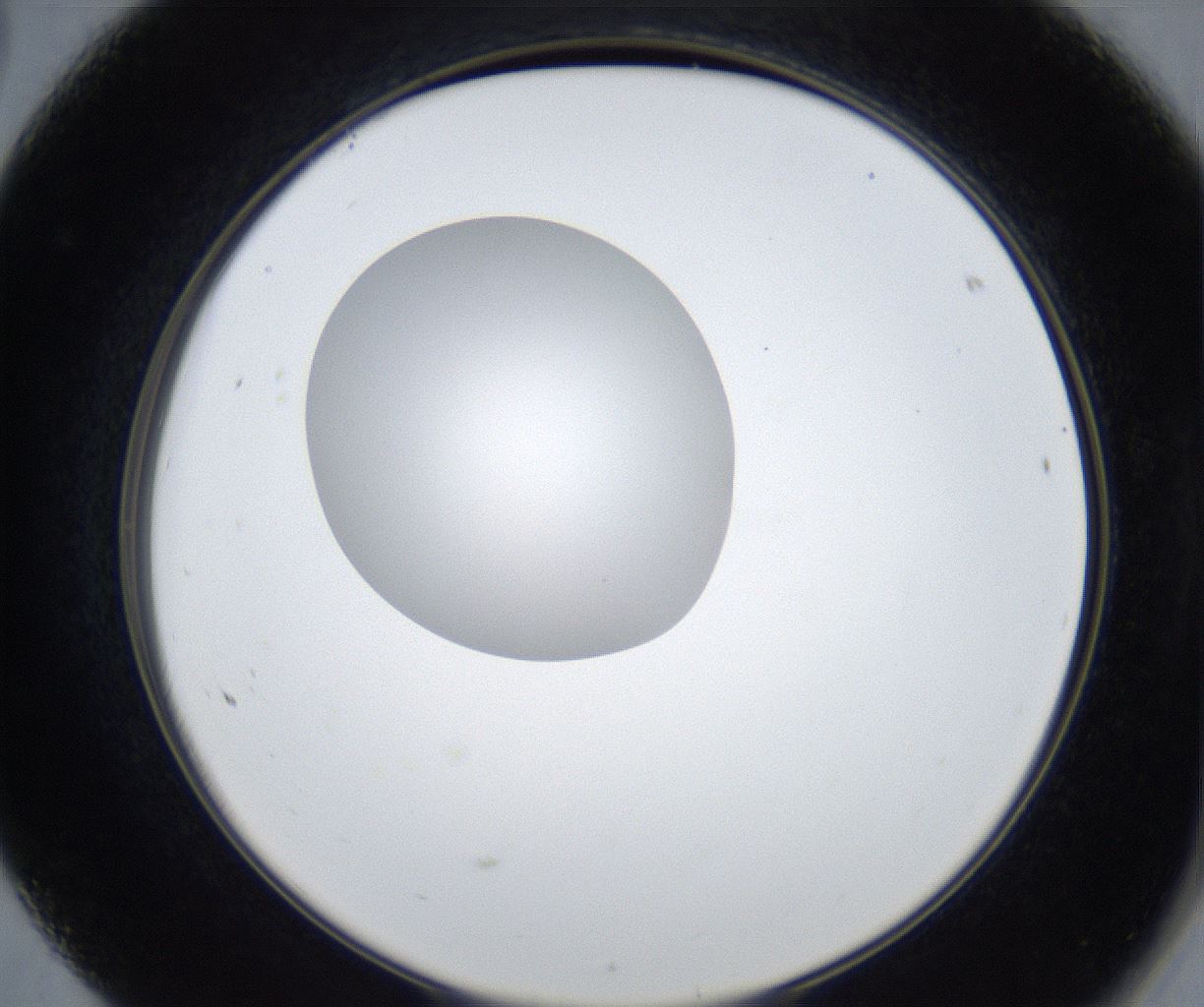 folderID423_plateID2423_batchID11617_wellNum68_profileID1_d2_r180167_ef.jpg
