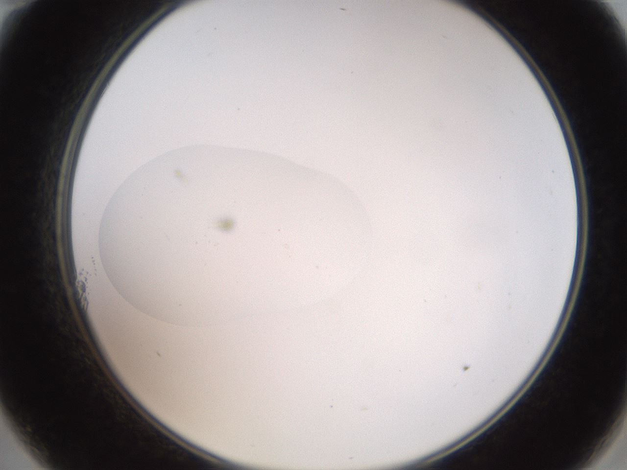 folderID42_plateID2042_batchID9007_wellNum11_profileID1_d2_r137772_ef.jpg