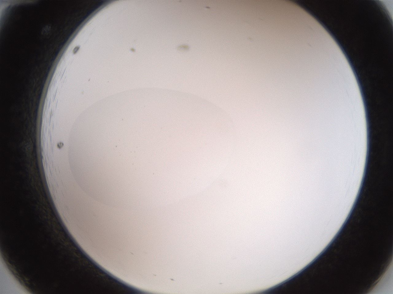 folderID42_plateID2042_batchID9007_wellNum12_profileID1_d2_r137774_ef.jpg
