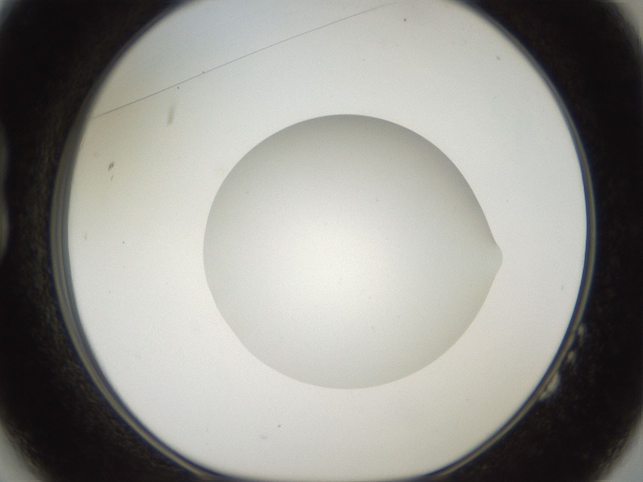 folderID42_plateID2042_batchID9007_wellNum14_profileID1_d1_r137777_ef.jpg