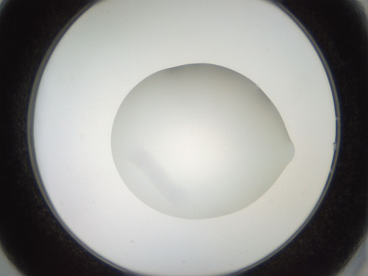 folderID42_plateID2042_batchID9007_wellNum14_profileID1_d2_r137778_ef.jpg