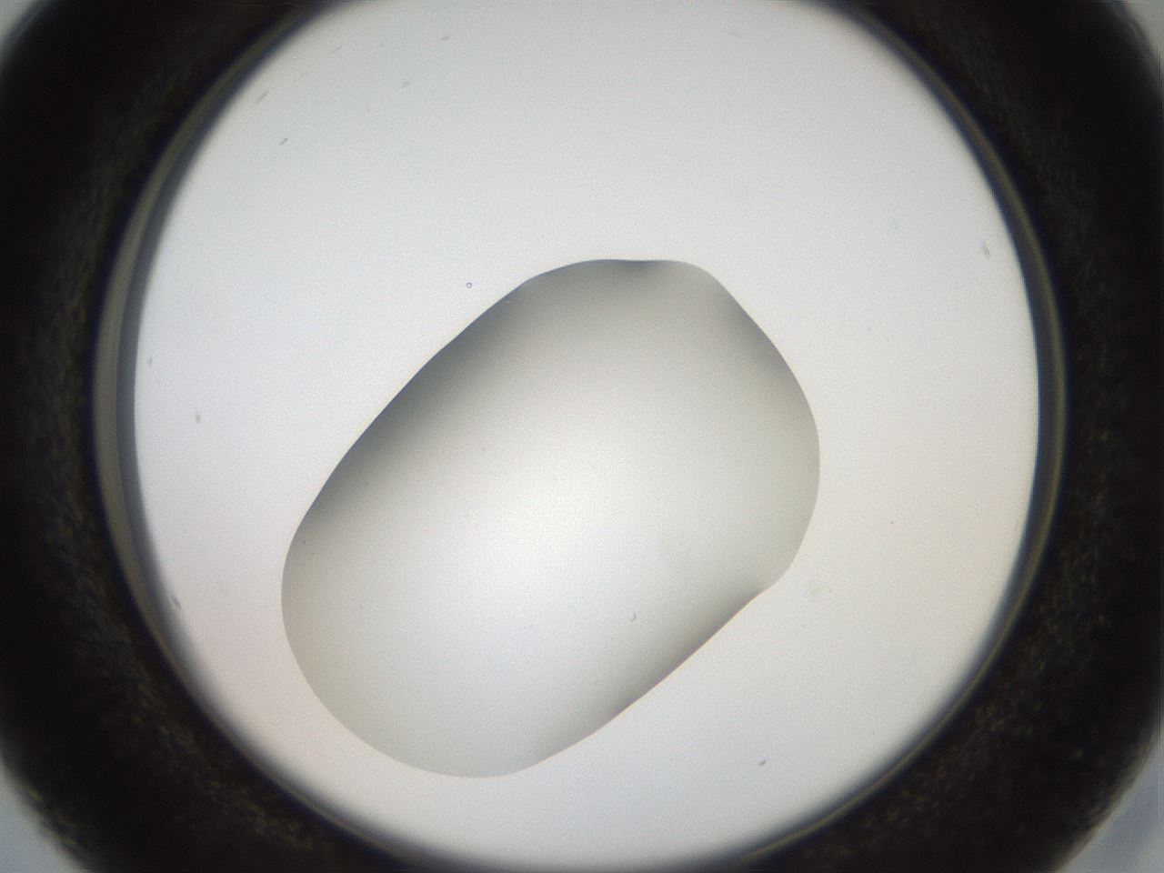 folderID42_plateID2042_batchID9007_wellNum16_profileID1_d2_r137782_ef.jpg