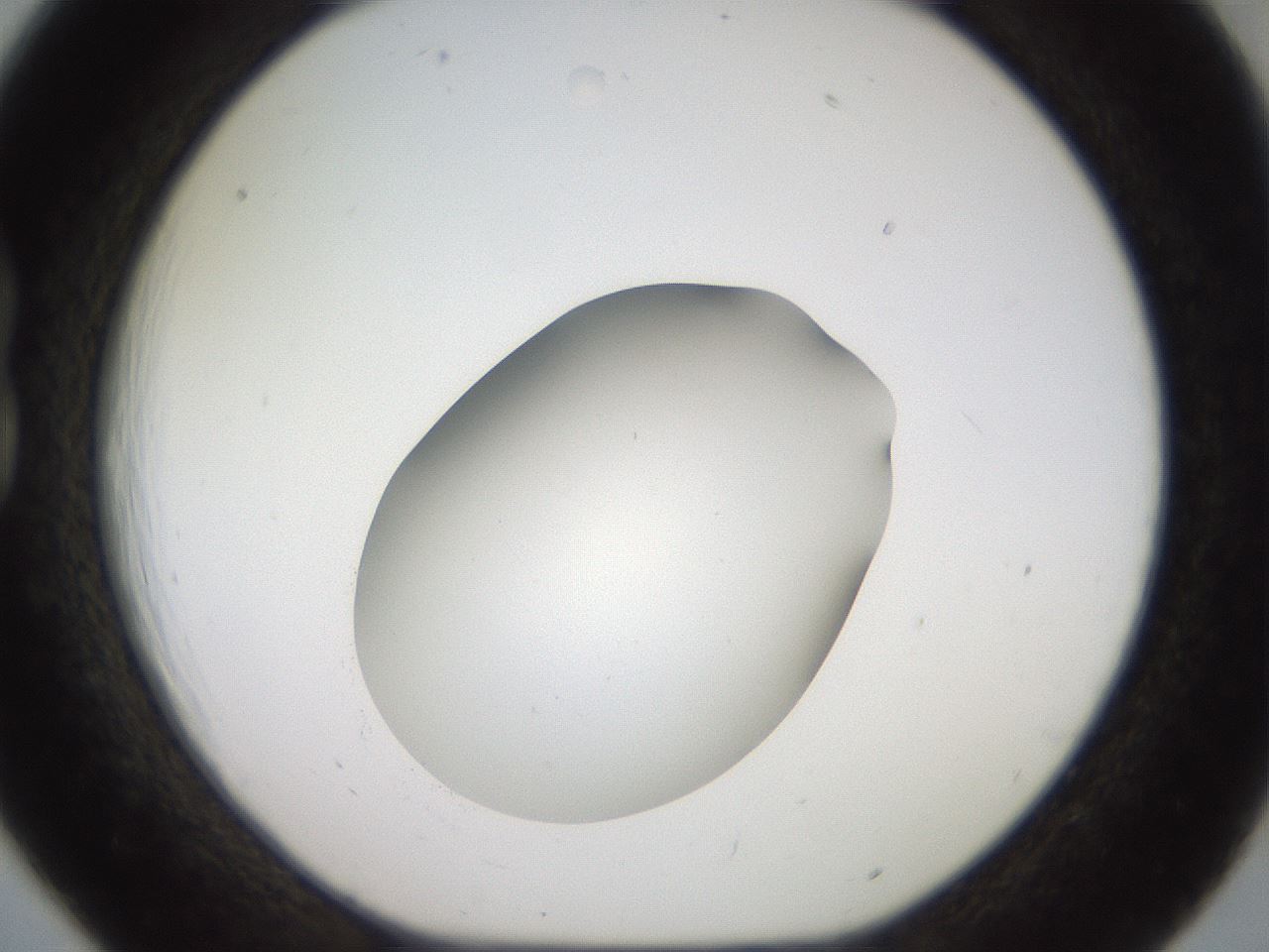 folderID42_plateID2042_batchID9007_wellNum18_profileID1_d1_r137785_ef.jpg