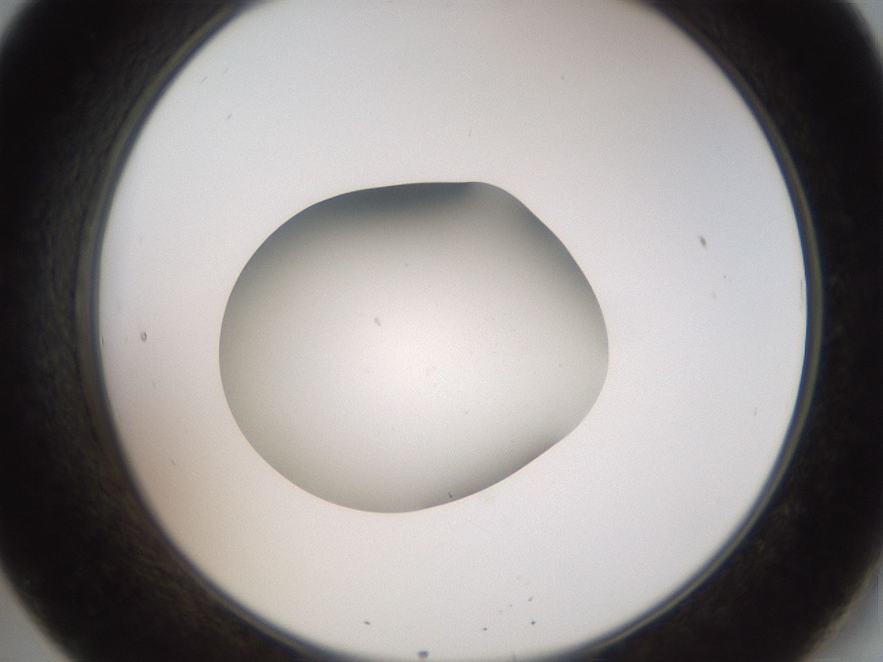 folderID42_plateID2042_batchID9007_wellNum20_profileID1_d2_r137790_ef.jpg