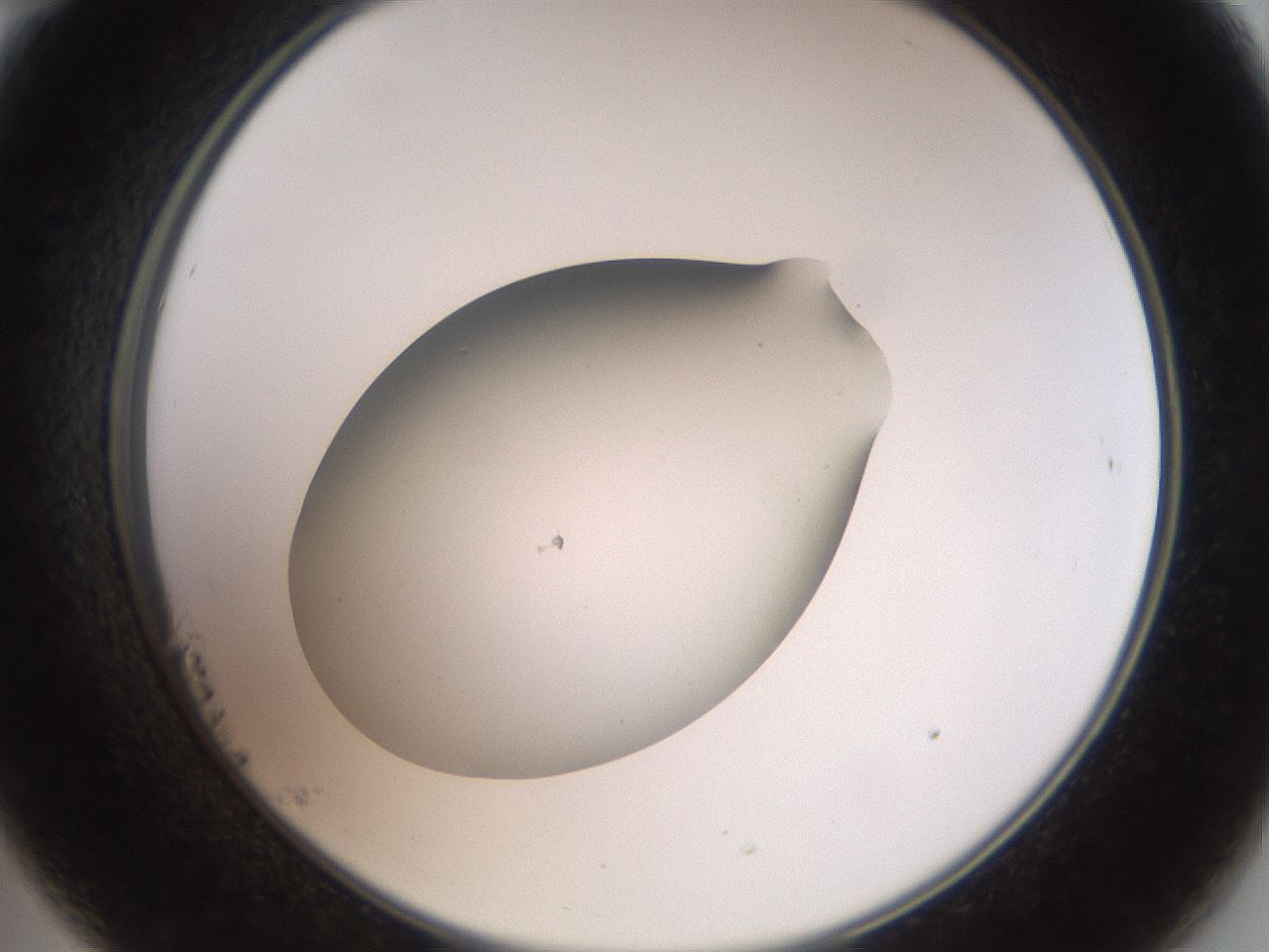 folderID42_plateID2042_batchID9007_wellNum23_profileID1_d2_r137796_ef.jpg