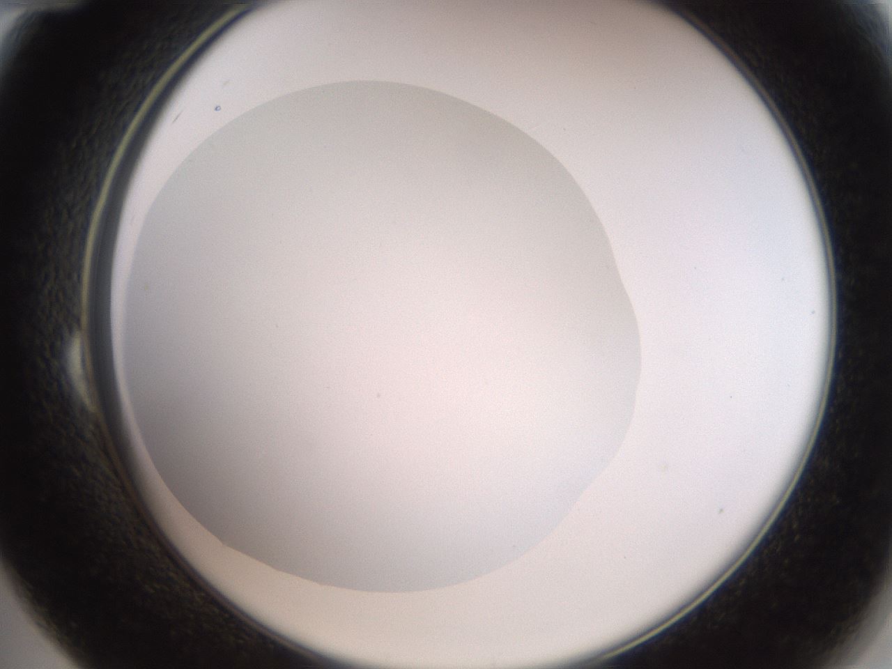 folderID42_plateID2042_batchID9007_wellNum24_profileID1_d2_r137798_ef.jpg