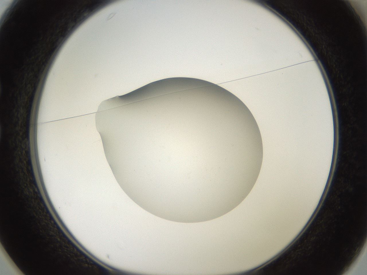 folderID42_plateID2042_batchID9007_wellNum25_profileID1_d1_r137799_ef.jpg