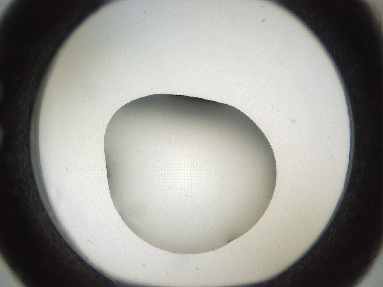 folderID42_plateID2042_batchID9007_wellNum26_profileID1_d1_r137801_ef.jpg