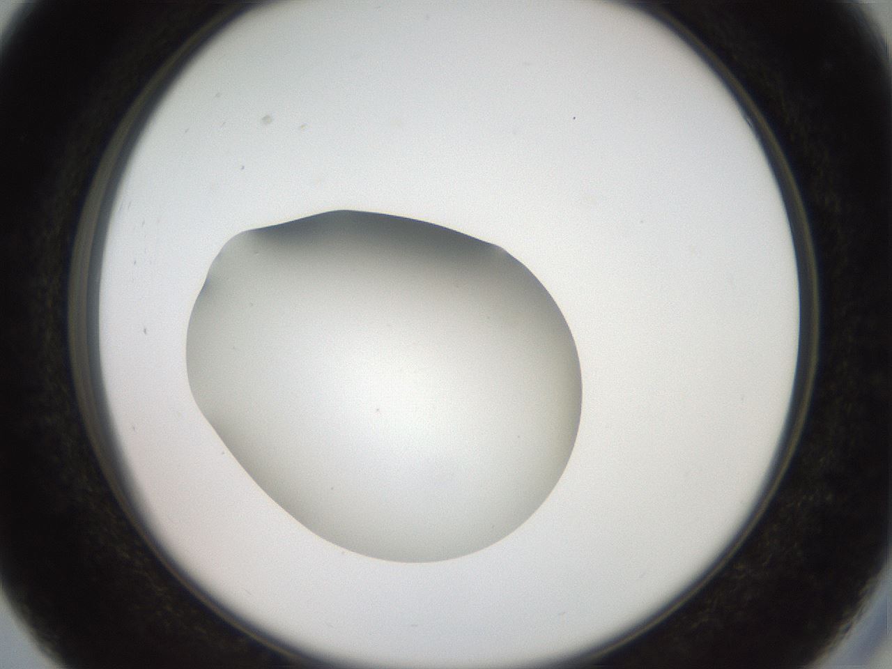 folderID42_plateID2042_batchID9007_wellNum27_profileID1_d2_r137804_ef.jpg