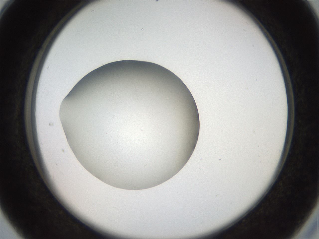 folderID42_plateID2042_batchID9007_wellNum28_profileID1_d2_r137806_ef.jpg