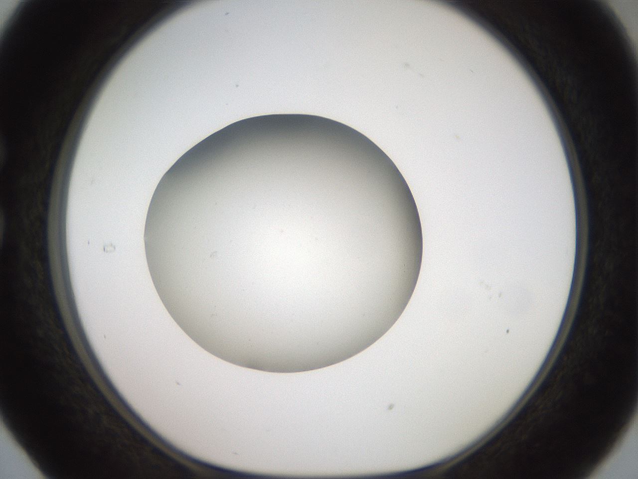 folderID42_plateID2042_batchID9007_wellNum29_profileID1_d1_r137807_ef.jpg