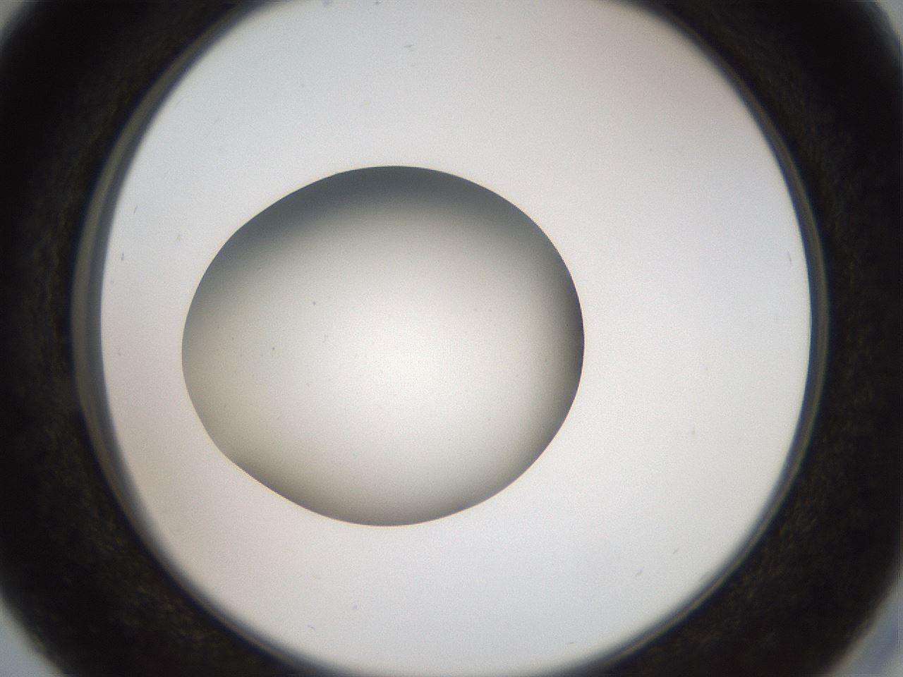 folderID42_plateID2042_batchID9007_wellNum29_profileID1_d2_r137808_ef.jpg