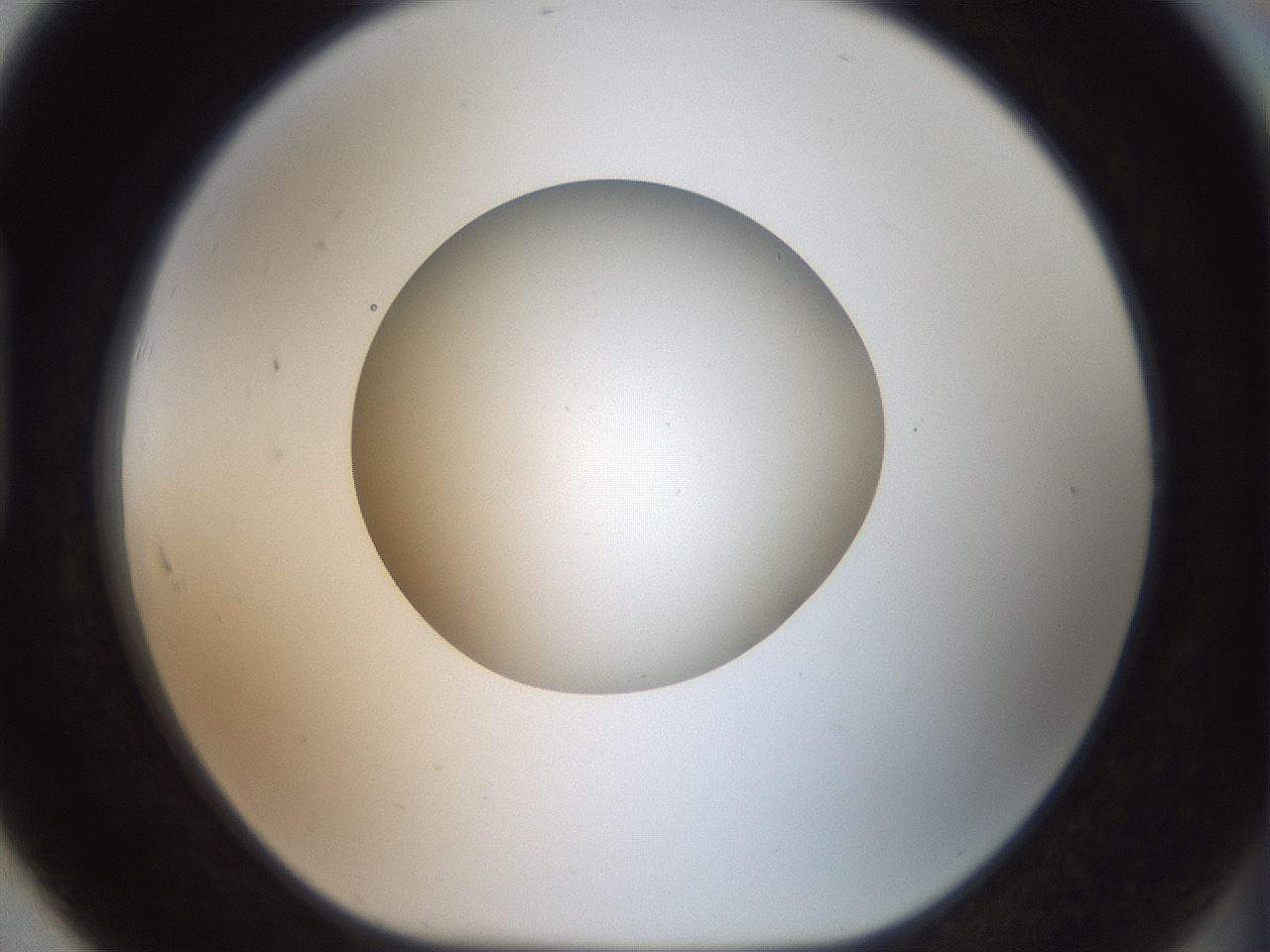 folderID42_plateID2042_batchID9007_wellNum91_profileID1_d1_r137931_ef.jpg