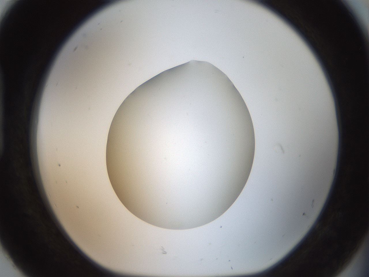 folderID42_plateID2042_batchID9007_wellNum92_profileID1_d1_r137933_ef.jpg