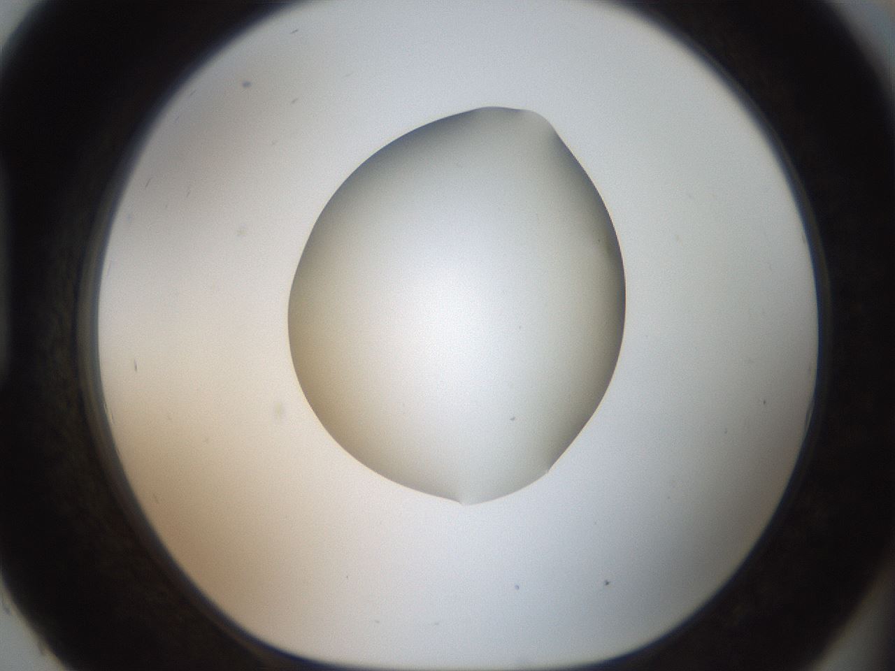 folderID42_plateID2042_batchID9007_wellNum93_profileID1_d1_r137935_ef.jpg