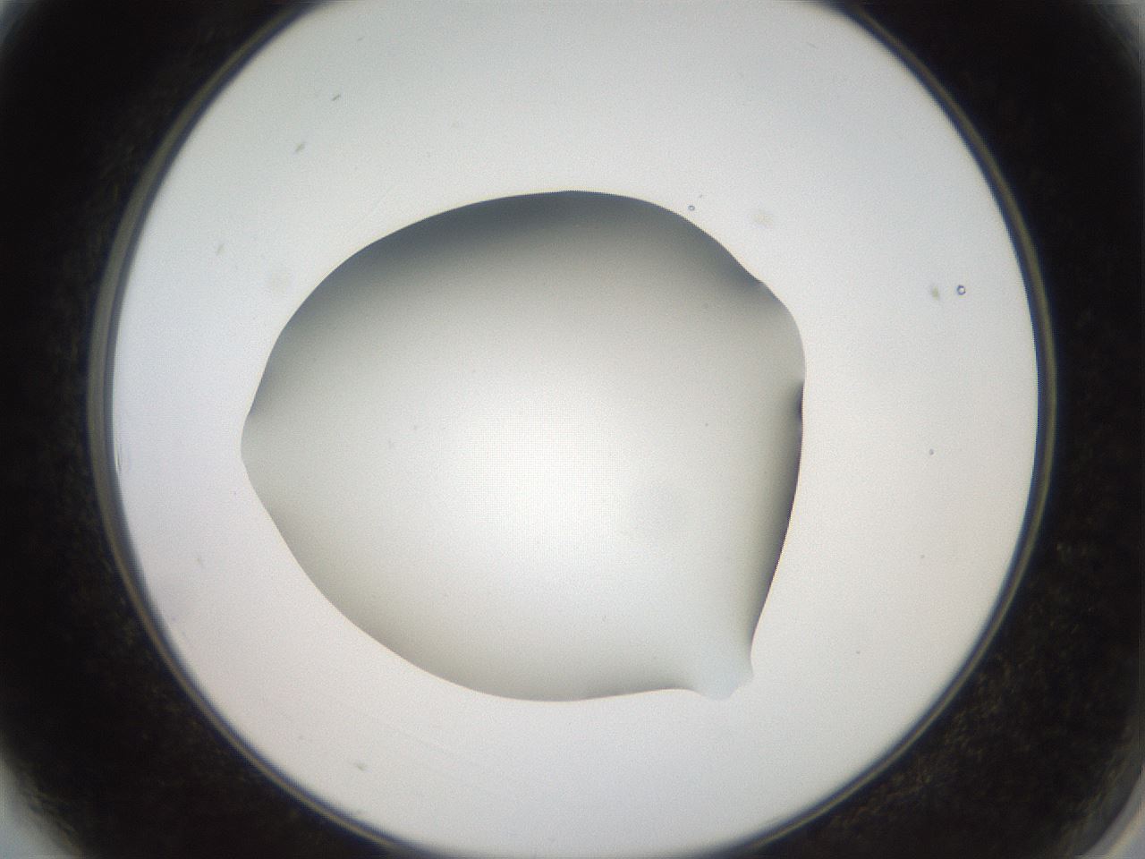 folderID42_plateID2042_batchID9007_wellNum3_profileID1_d2_r137756_ef.jpg