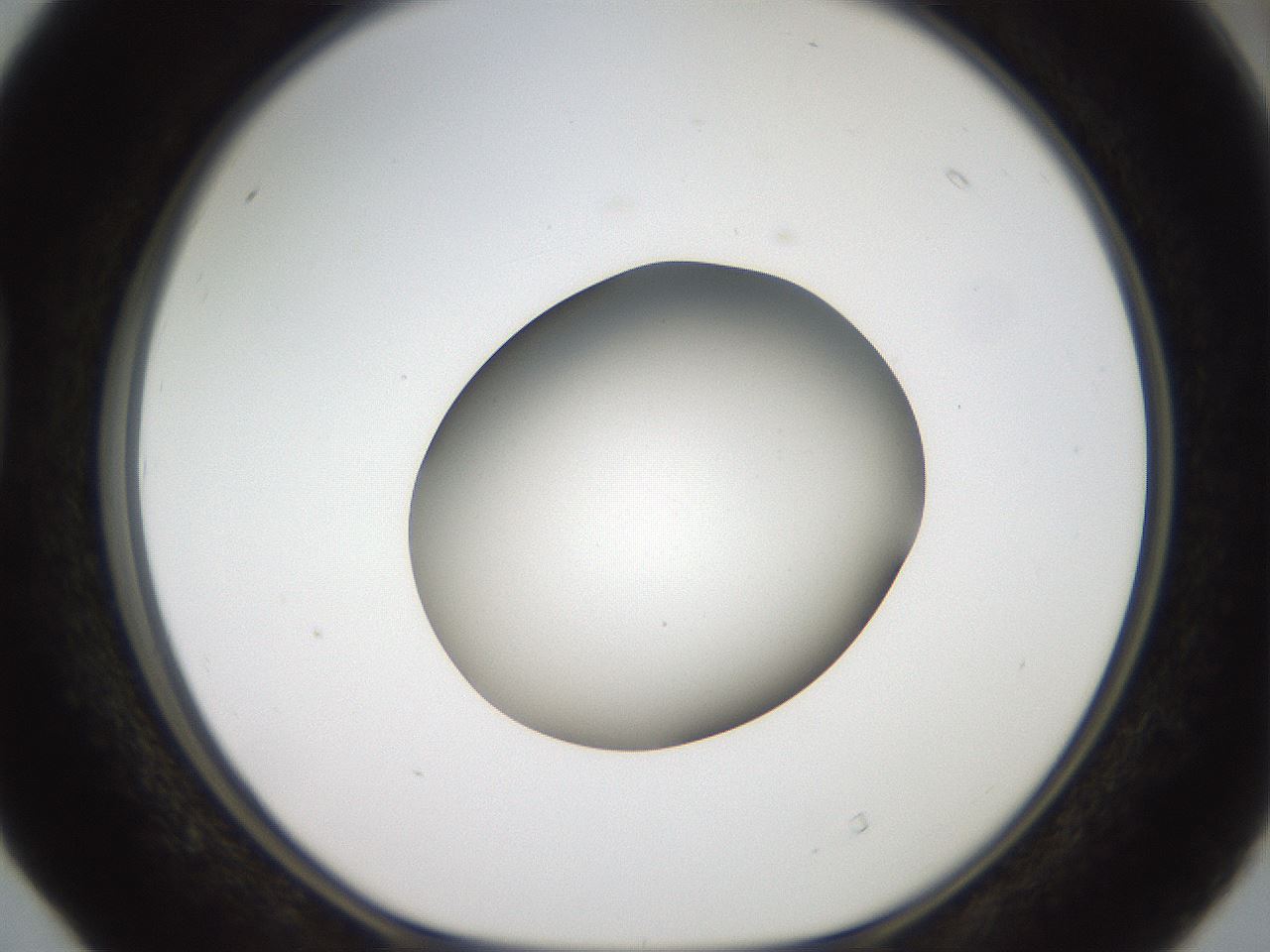 folderID42_plateID2042_batchID9007_wellNum40_profileID1_d1_r137829_ef.jpg