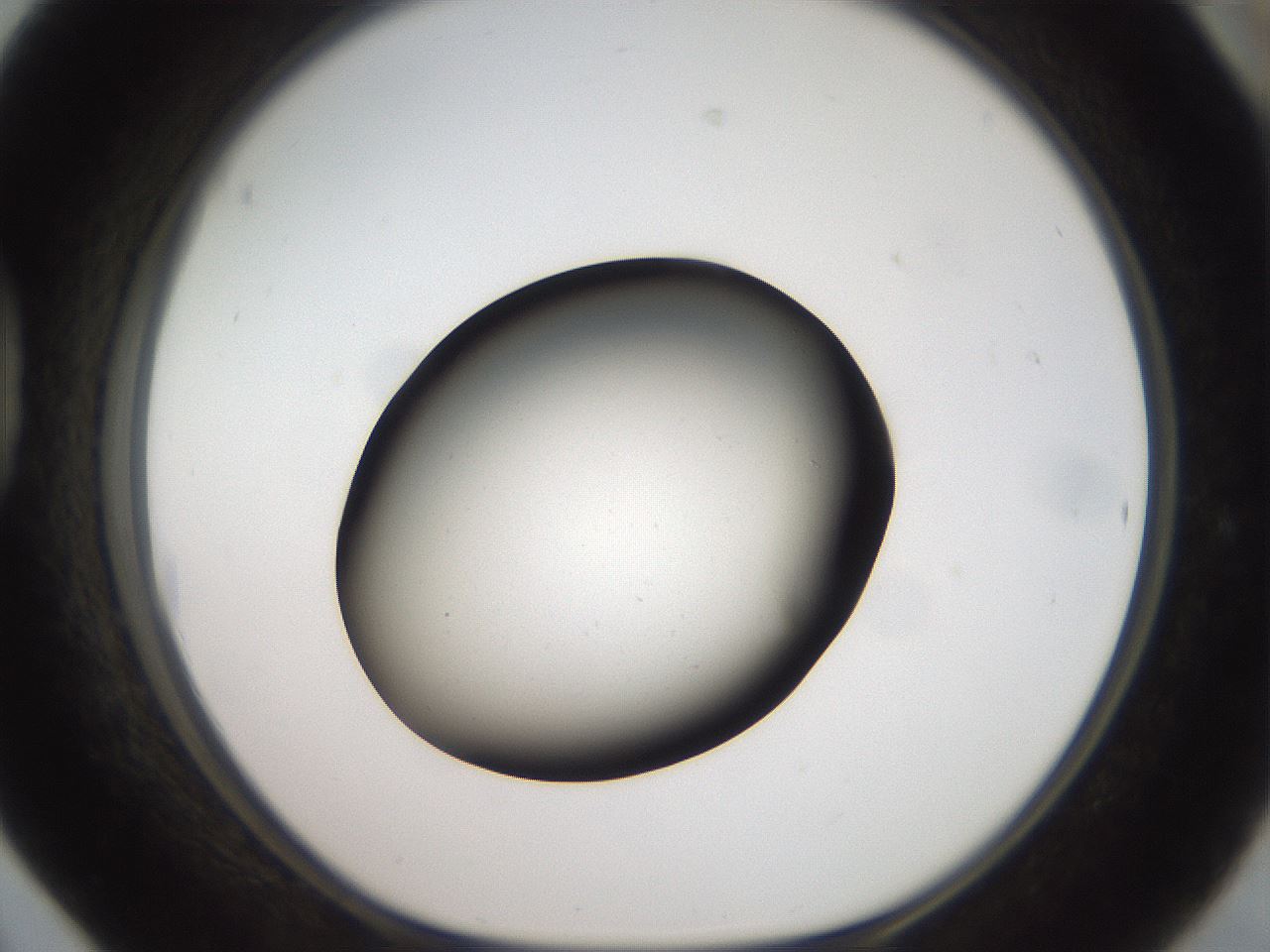 folderID42_plateID2042_batchID9007_wellNum42_profileID1_d1_r137833_ef.jpg