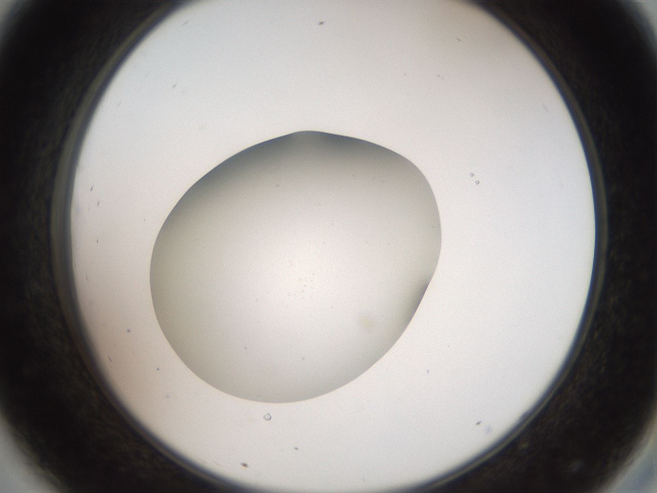 folderID42_plateID2042_batchID9007_wellNum44_profileID1_d2_r137838_ef.jpg