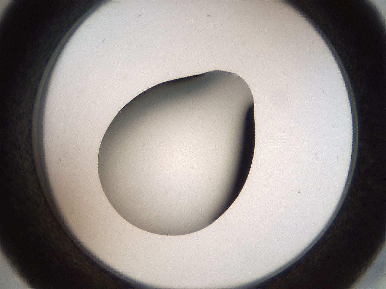 folderID42_plateID2042_batchID9007_wellNum45_profileID1_d2_r137840_ef.jpg