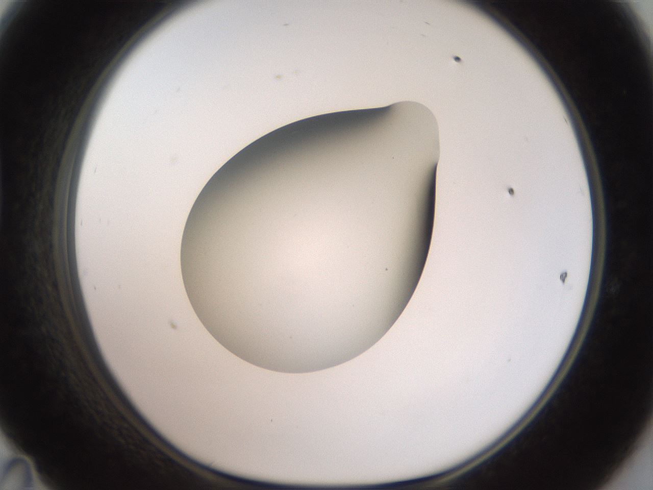 folderID42_plateID2042_batchID9007_wellNum47_profileID1_d1_r137843_ef.jpg