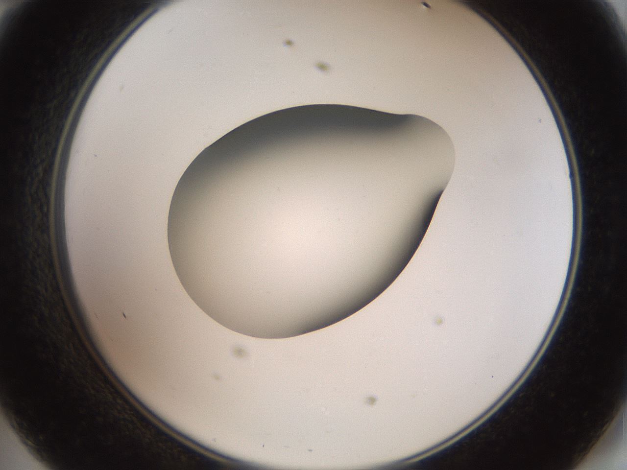folderID42_plateID2042_batchID9007_wellNum47_profileID1_d2_r137844_ef.jpg