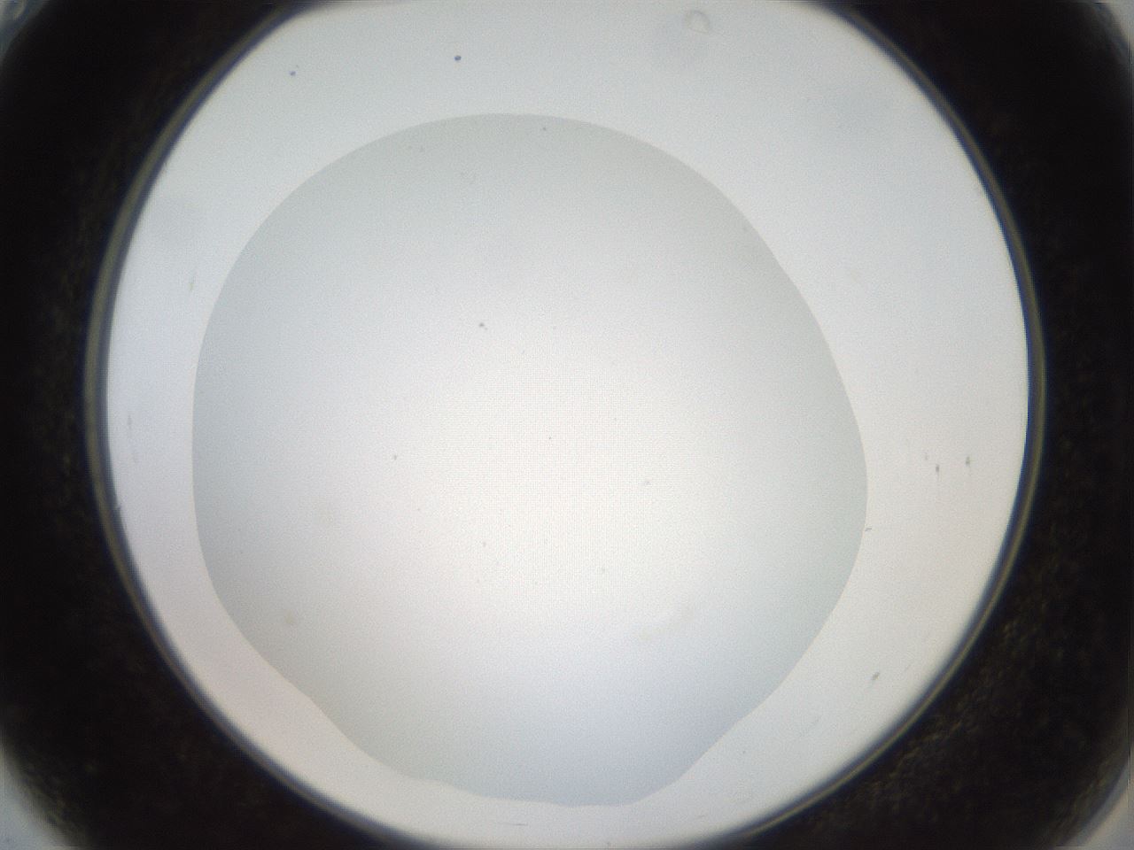 folderID42_plateID2042_batchID9007_wellNum4_profileID1_d2_r137758_ef.jpg