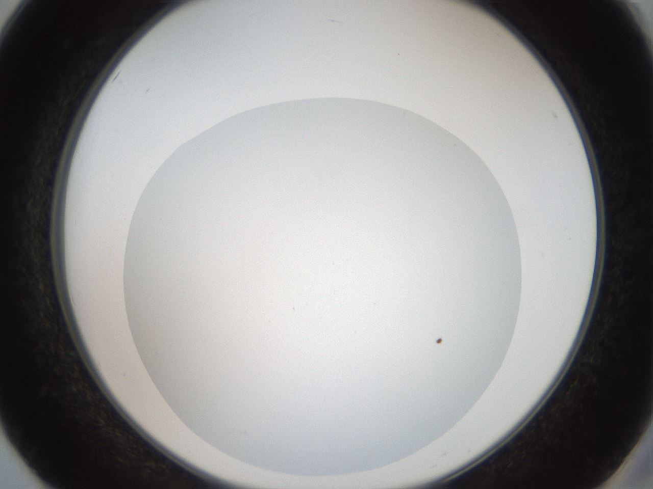 folderID42_plateID2042_batchID9007_wellNum50_profileID1_d2_r137850_ef.jpg