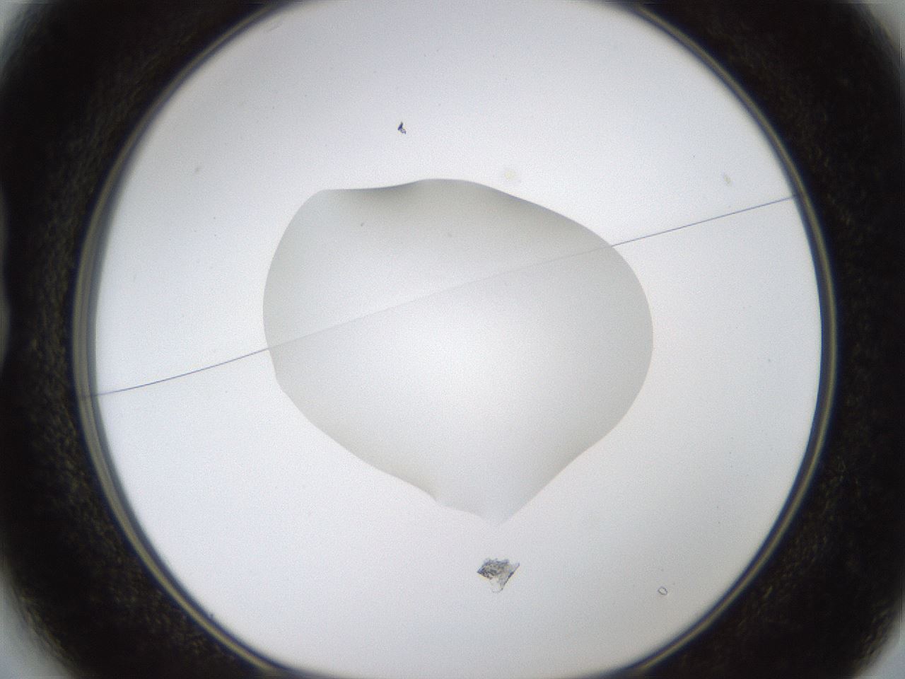 folderID424_plateID1424_batchID5190_wellNum13_profileID1_d1_r87102_ef.jpg