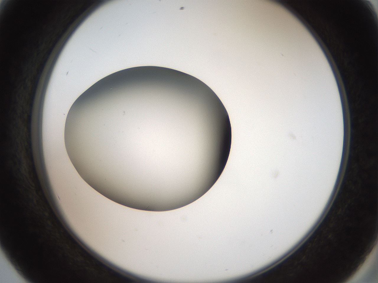 folderID42_plateID2042_batchID9007_wellNum56_profileID1_d2_r137862_ef.jpg