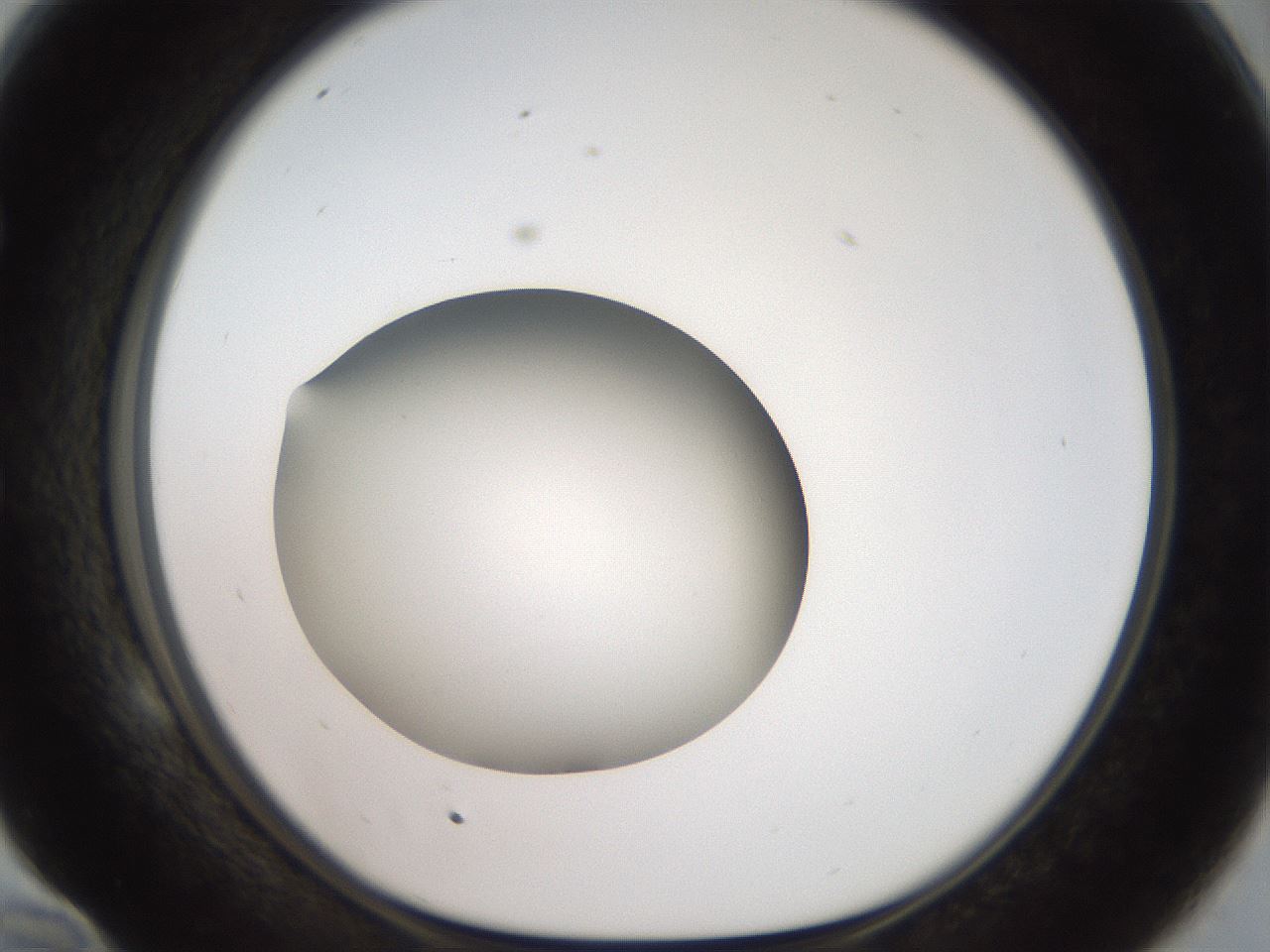 folderID42_plateID2042_batchID9007_wellNum58_profileID1_d1_r137865_ef.jpg