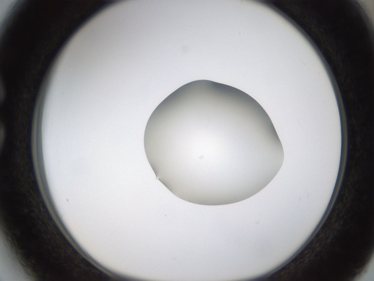 folderID424_plateID1424_batchID5190_wellNum27_profileID1_d1_r87116_ef.jpg