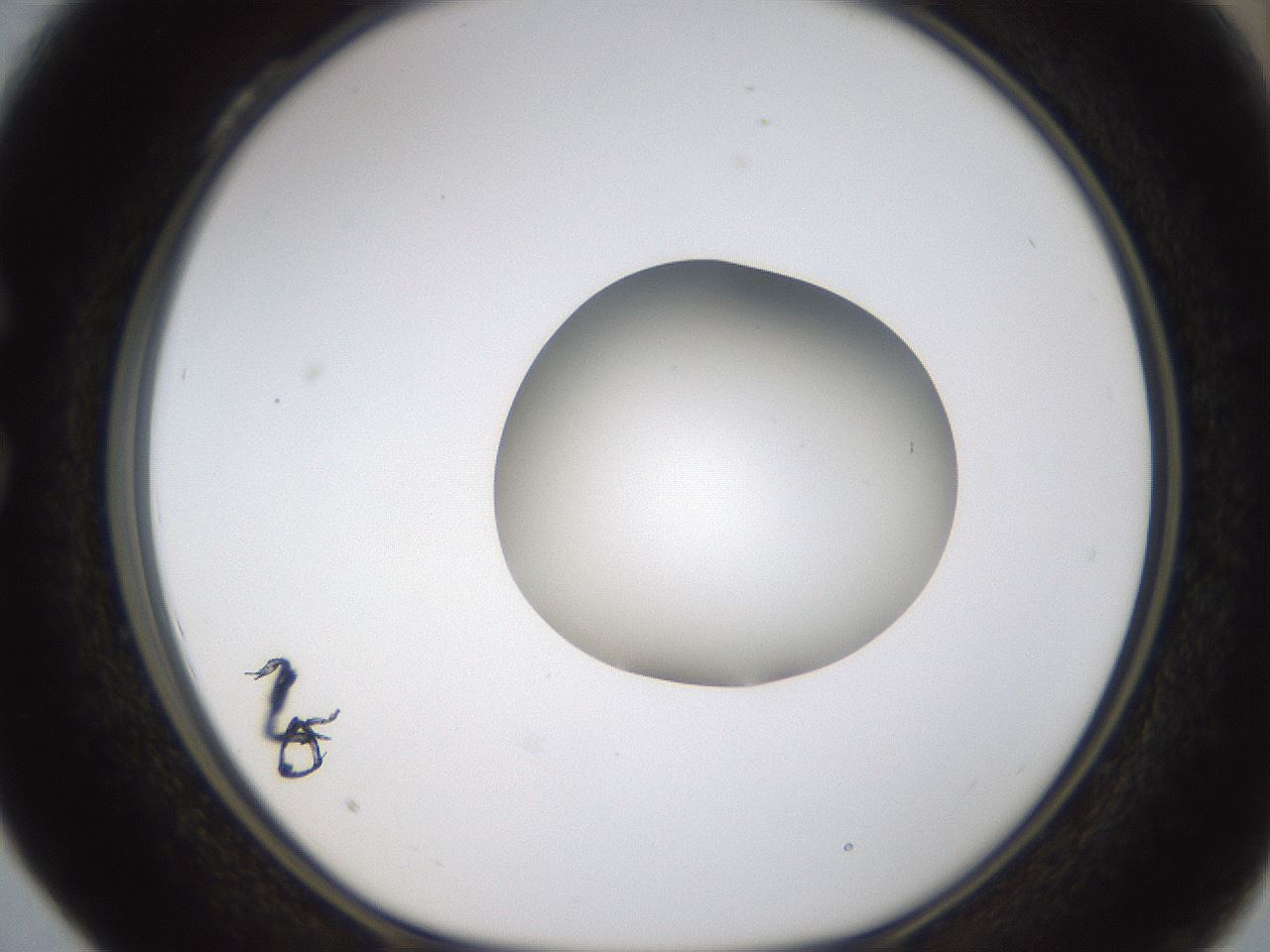 folderID424_plateID1424_batchID5190_wellNum28_profileID1_d1_r87117_ef.jpg