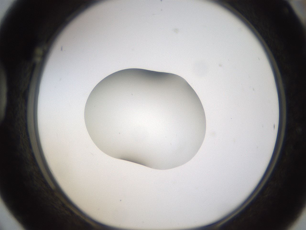 folderID424_plateID1424_batchID5190_wellNum42_profileID1_d1_r87131_ef.jpg