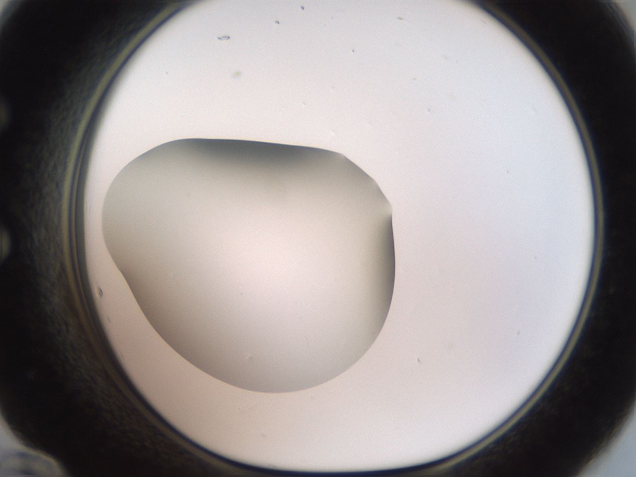 folderID42_plateID2042_batchID9007_wellNum60_profileID1_d1_r137869_ef.jpg