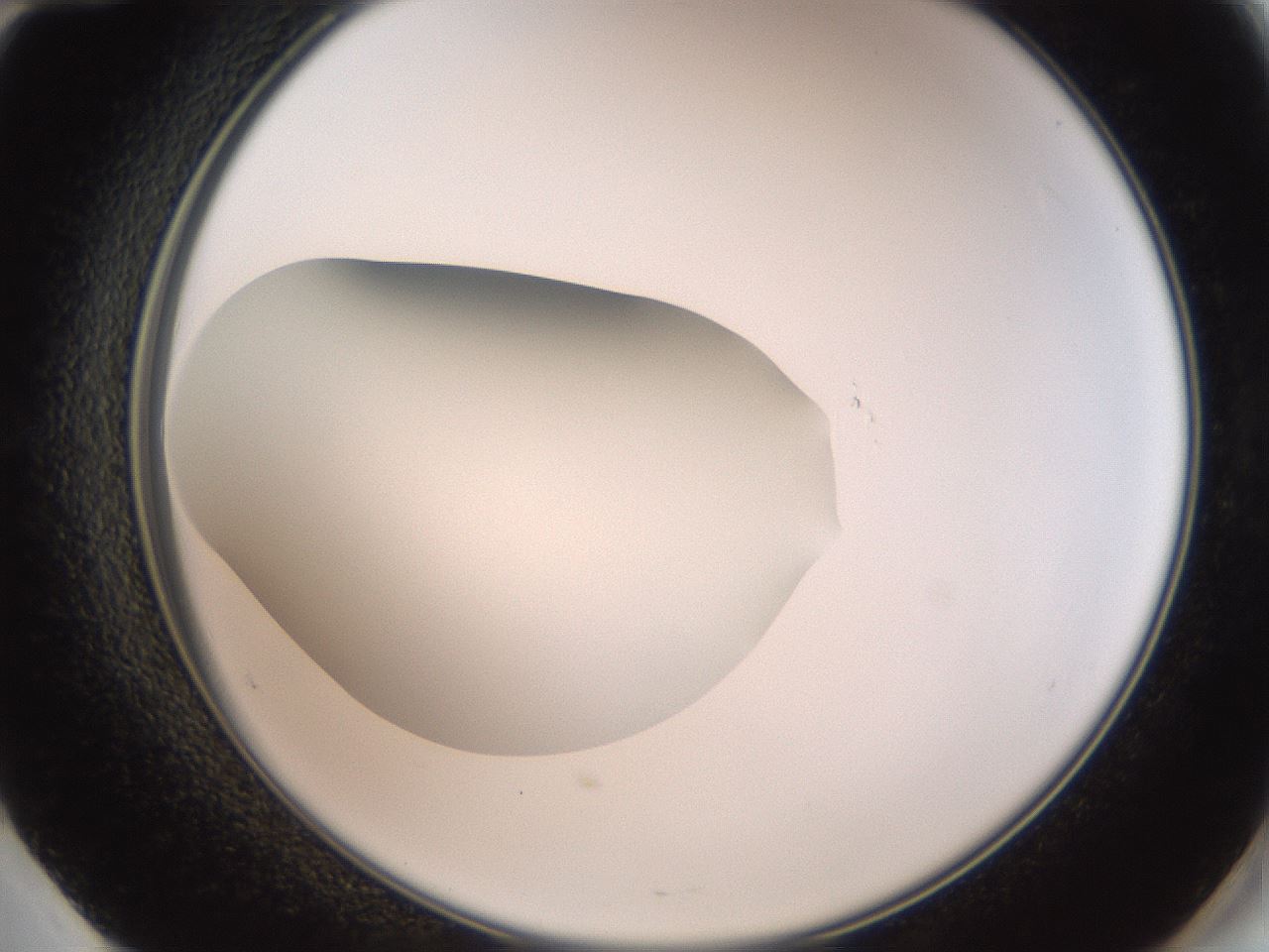 folderID42_plateID2042_batchID9007_wellNum60_profileID1_d2_r137870_ef.jpg
