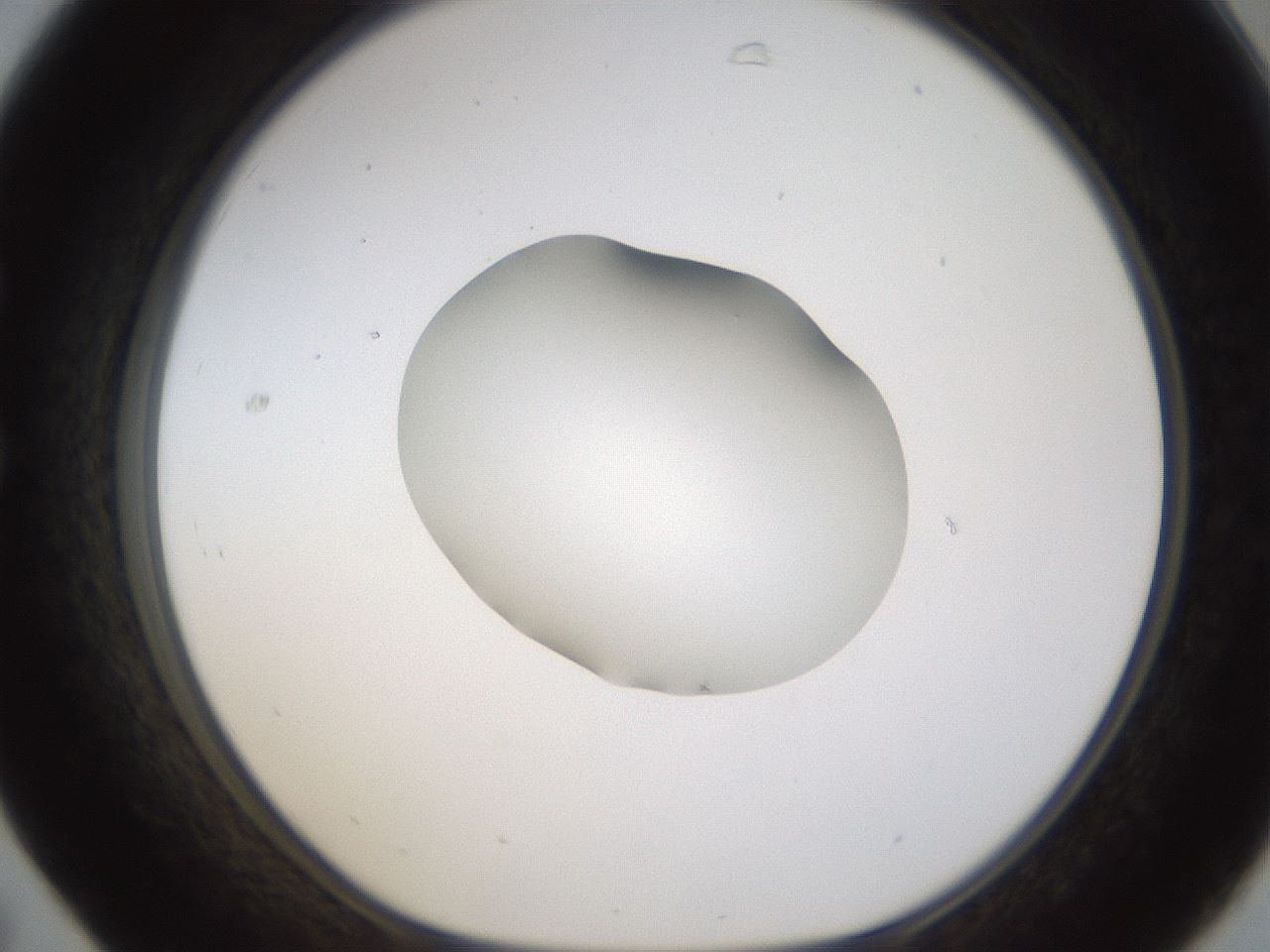 folderID424_plateID1424_batchID5190_wellNum31_profileID1_d1_r87120_ef.jpg