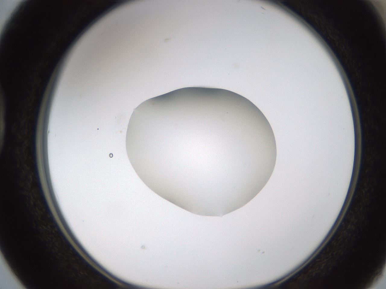 folderID424_plateID1424_batchID5190_wellNum38_profileID1_d1_r87127_ef.jpg