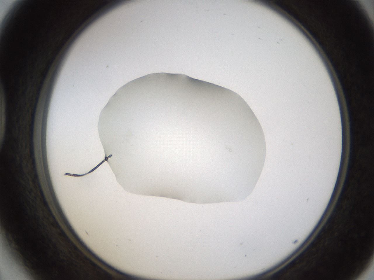 folderID424_plateID1424_batchID5190_wellNum41_profileID1_d1_r87130_ef.jpg