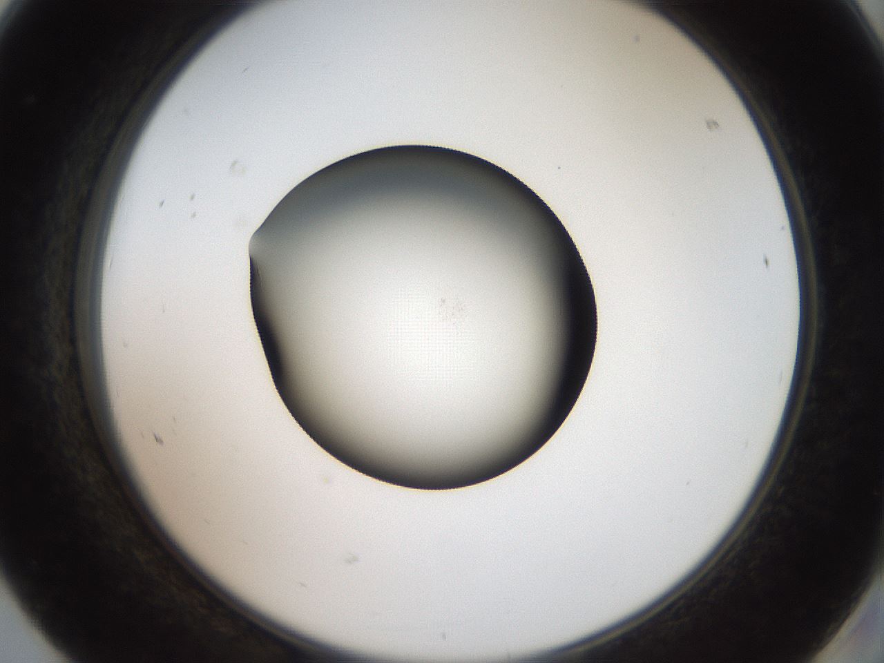 folderID42_plateID2042_batchID9007_wellNum68_profileID1_d2_r137886_ef.jpg
