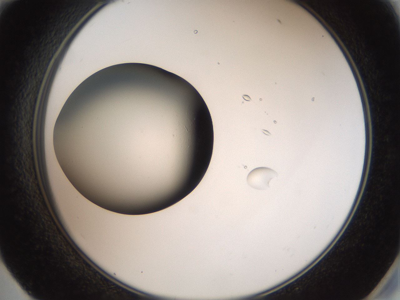 folderID42_plateID2042_batchID9007_wellNum59_profileID1_d2_r137868_ef.jpg