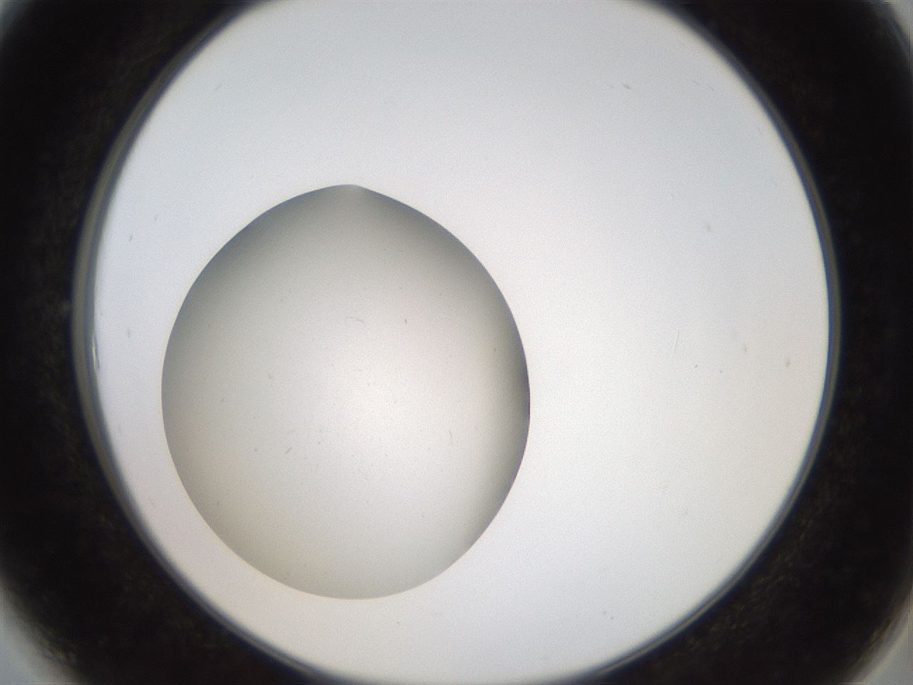 folderID42_plateID2042_batchID9007_wellNum6_profileID1_d2_r137762_ef.jpg