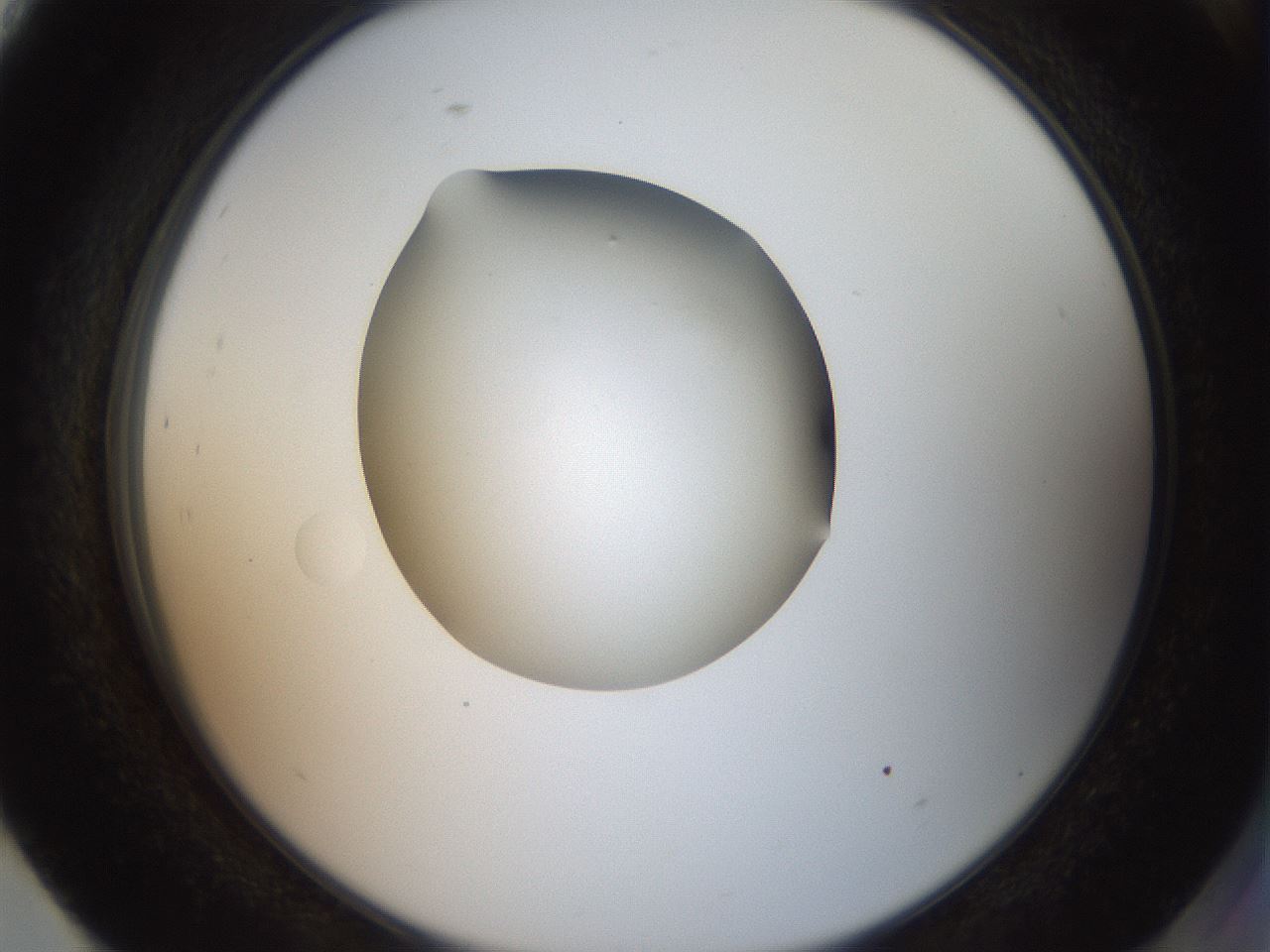 folderID42_plateID2042_batchID9007_wellNum93_profileID1_d2_r137936_ef.jpg