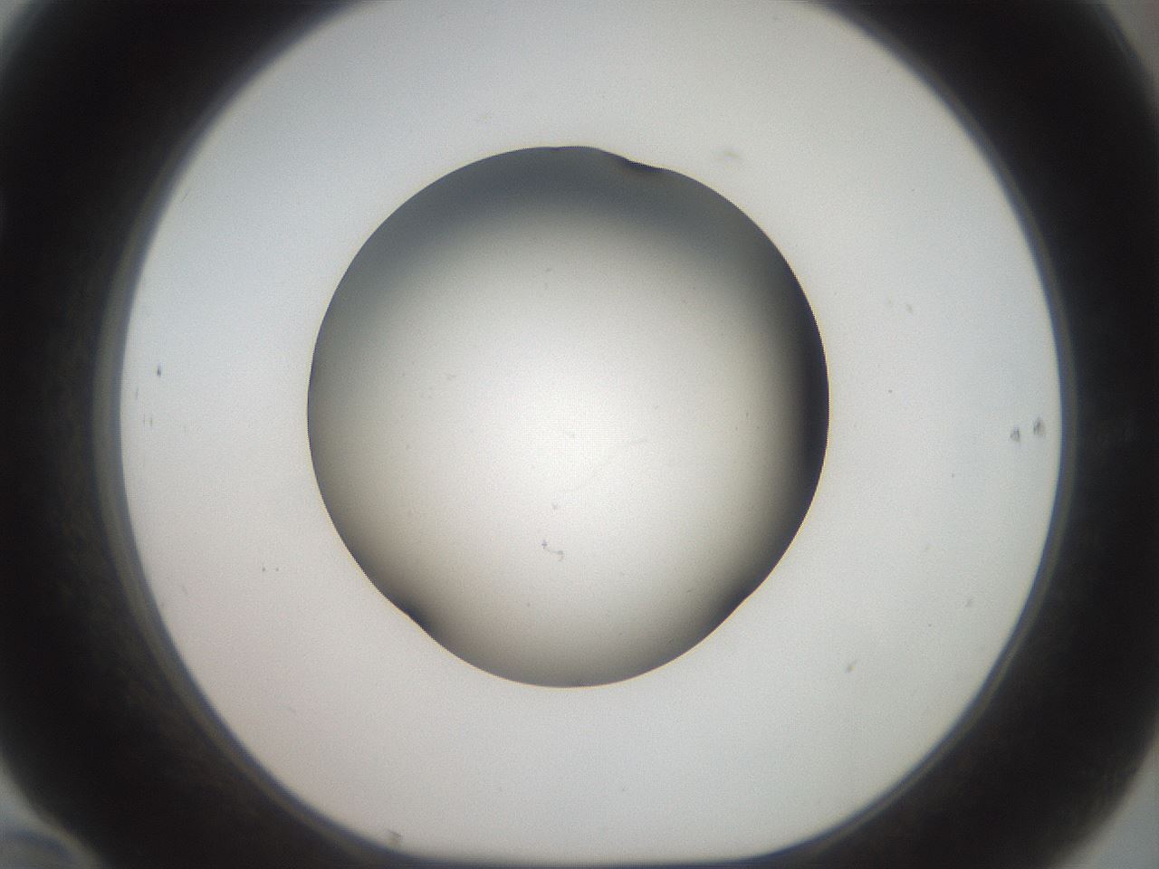 folderID42_plateID2042_batchID9007_wellNum70_profileID1_d1_r137889_ef.jpg