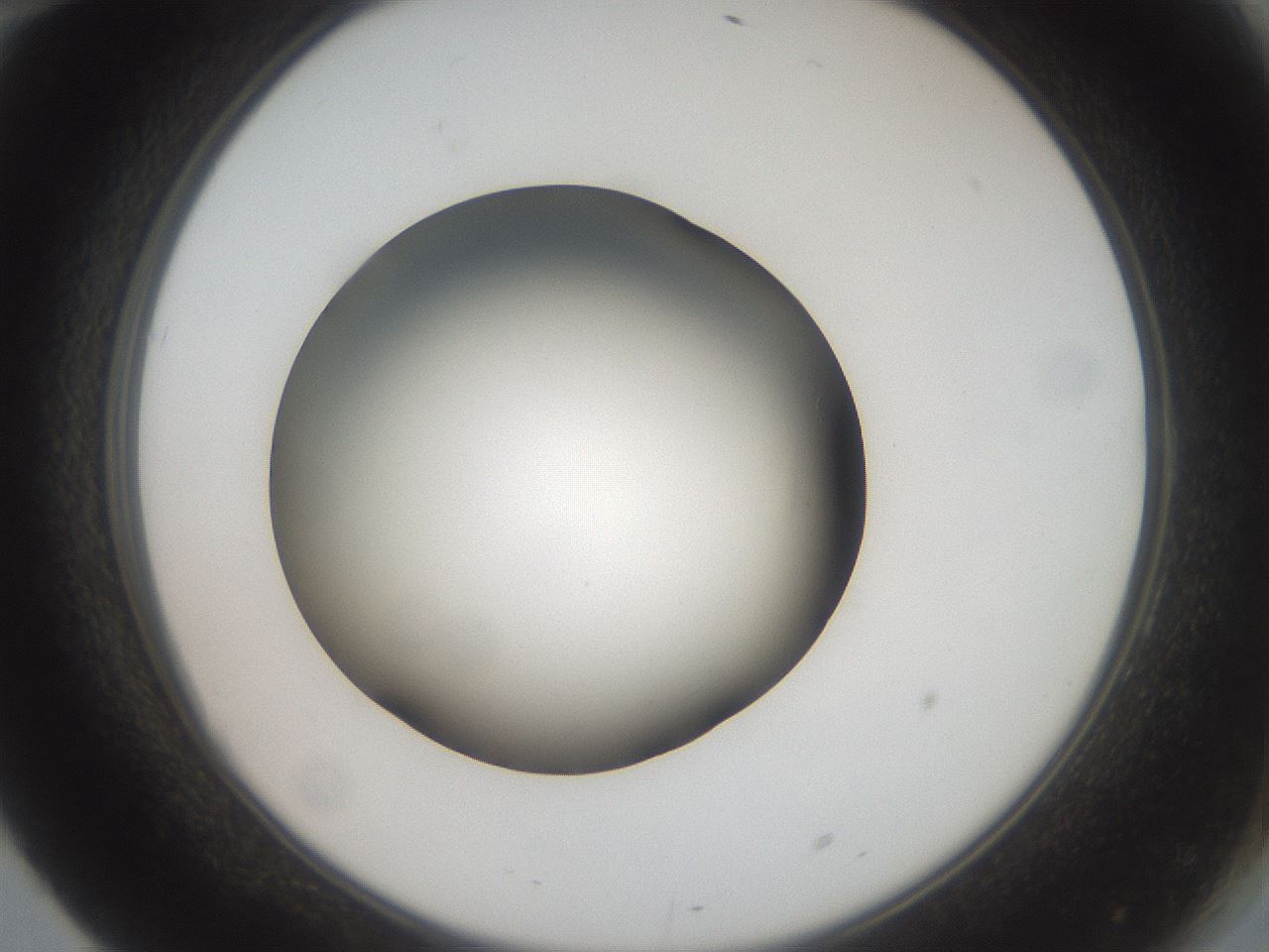 folderID42_plateID2042_batchID9007_wellNum70_profileID1_d2_r137890_ef.jpg