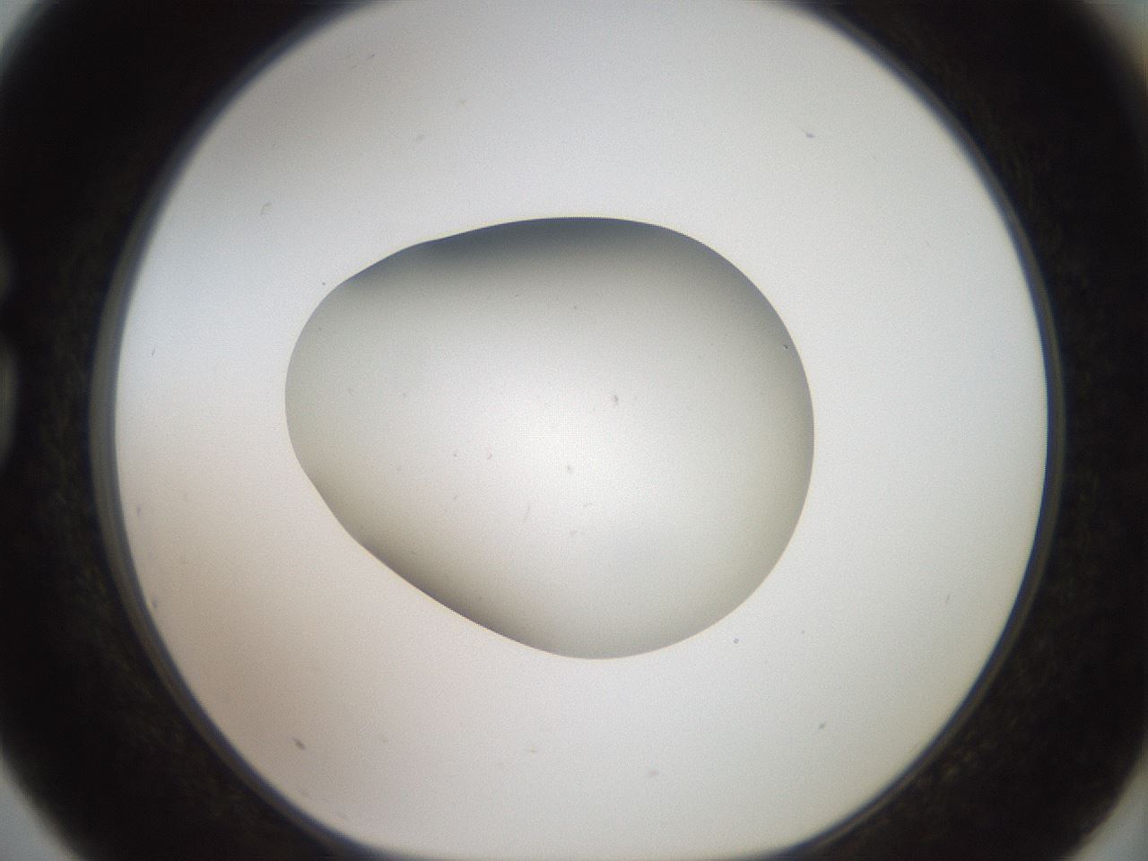 folderID42_plateID2042_batchID9007_wellNum75_profileID1_d1_r137899_ef.jpg